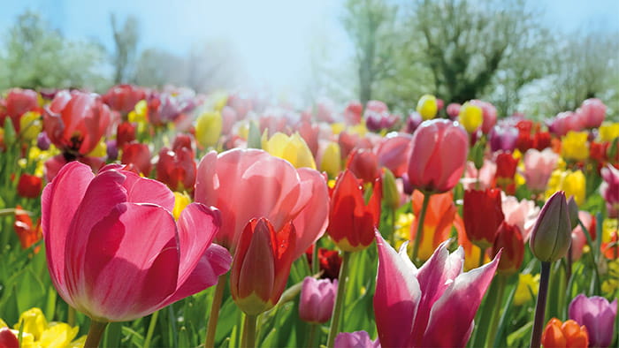 An array of pink and yellow tulips